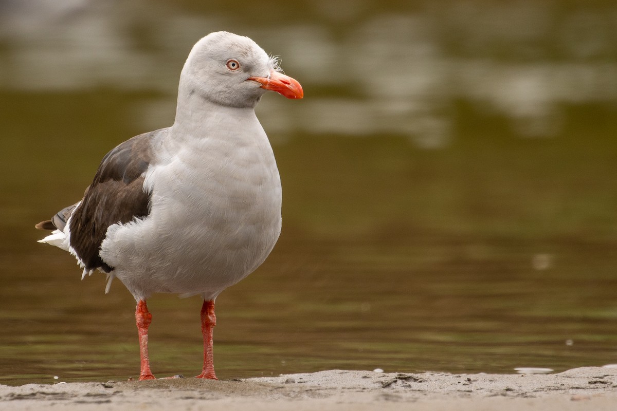 Dolphin Gull - ML613029609