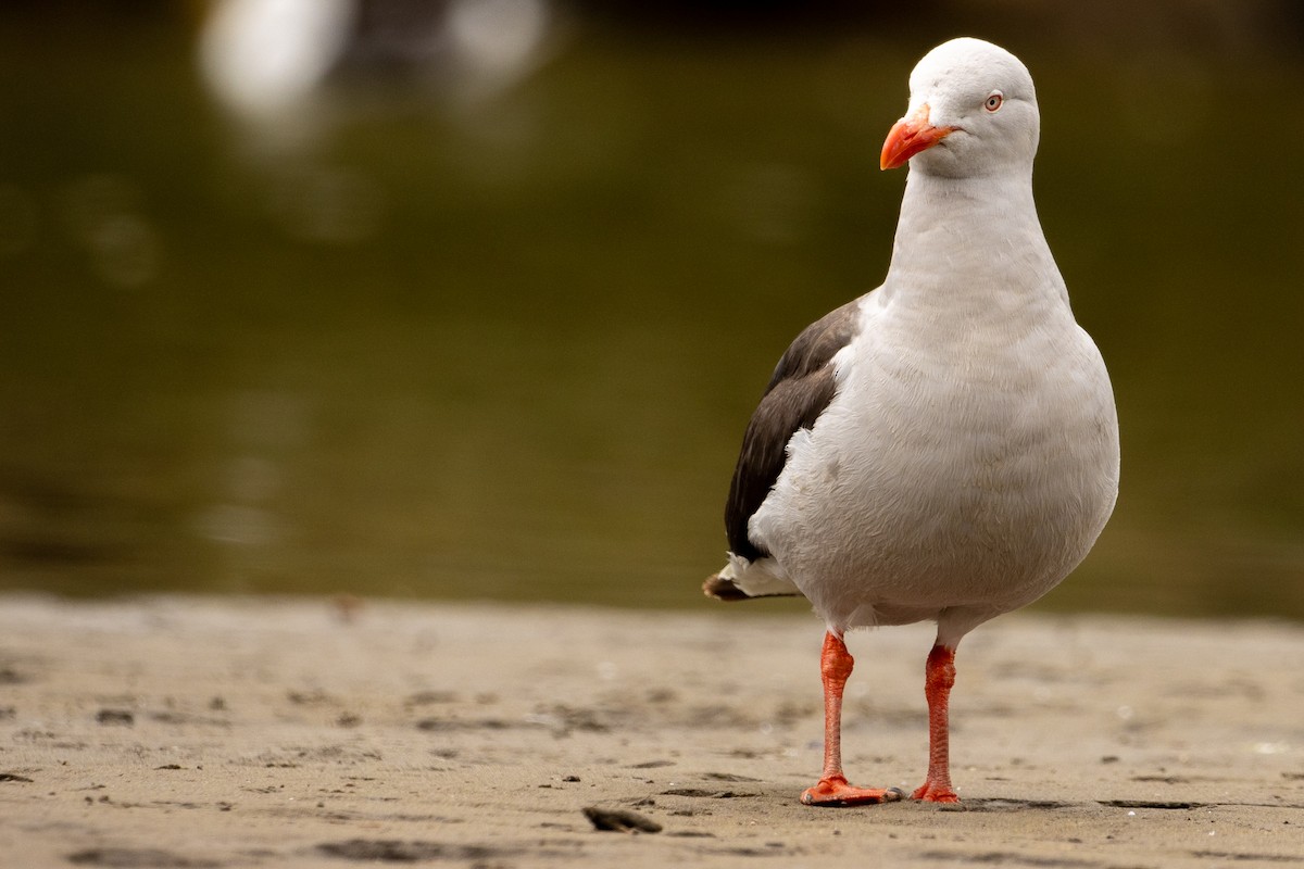 Dolphin Gull - ML613029612