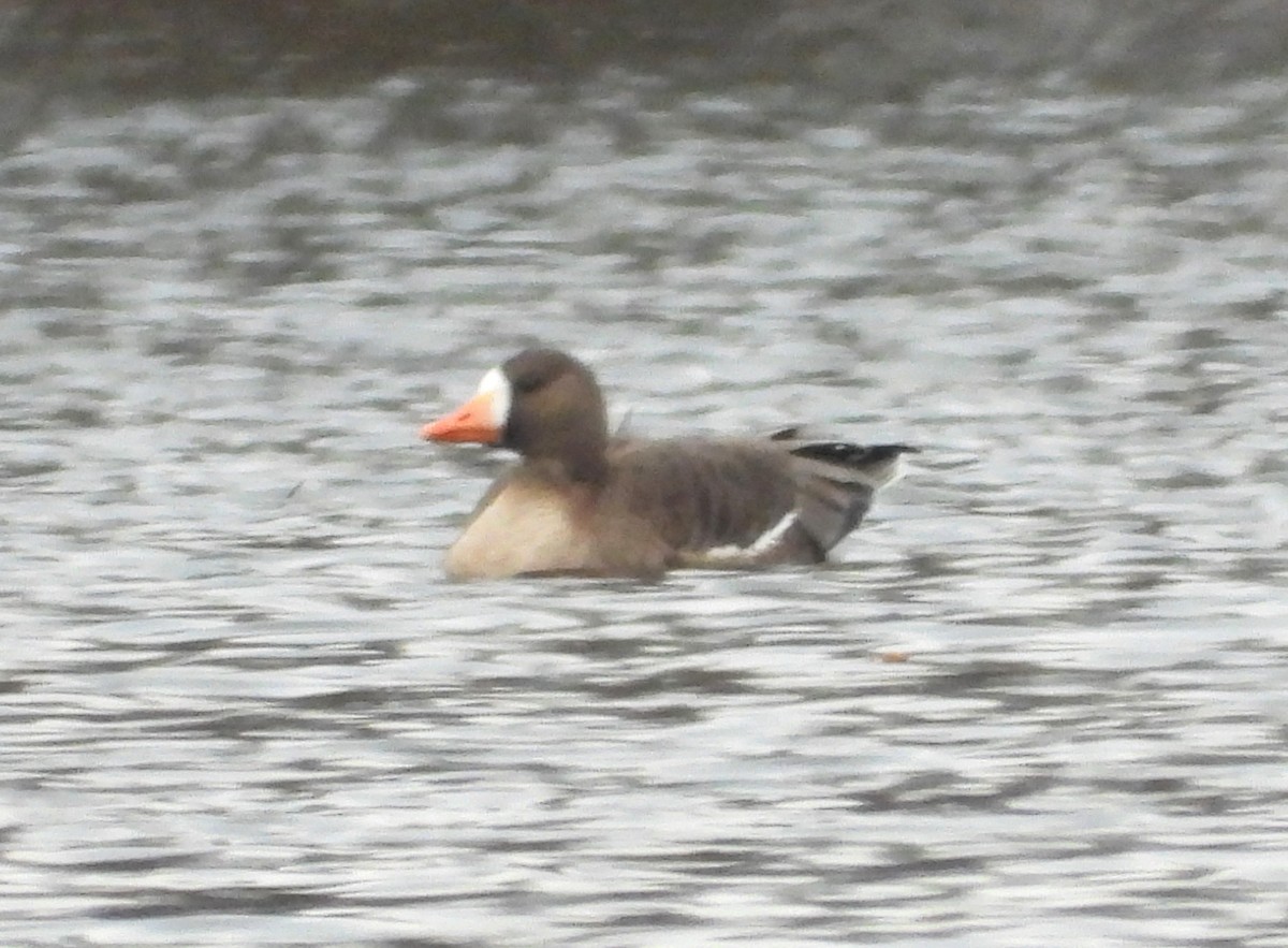 Greater White-fronted Goose - Emily Williams