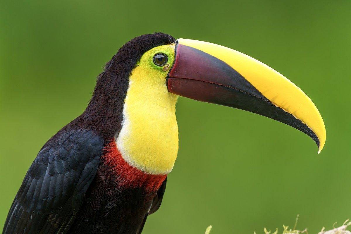 Yellow-throated Toucan - ML613029737