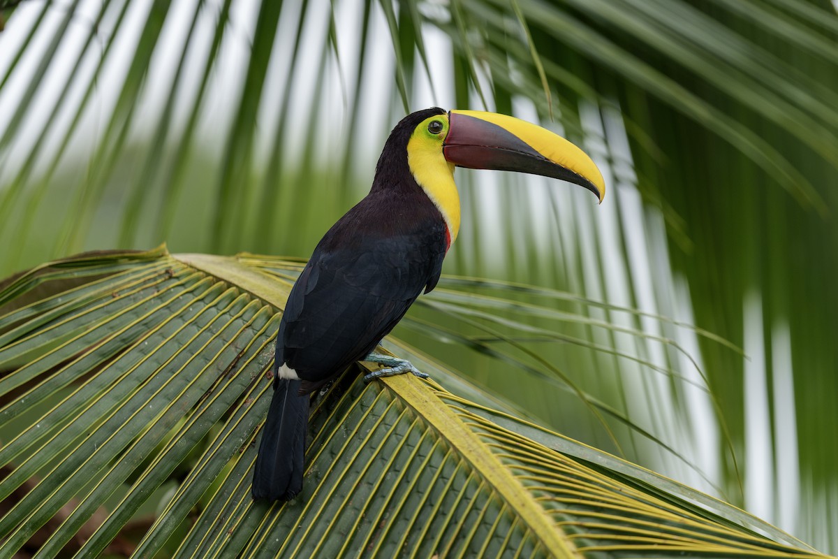 Yellow-throated Toucan - ML613029738