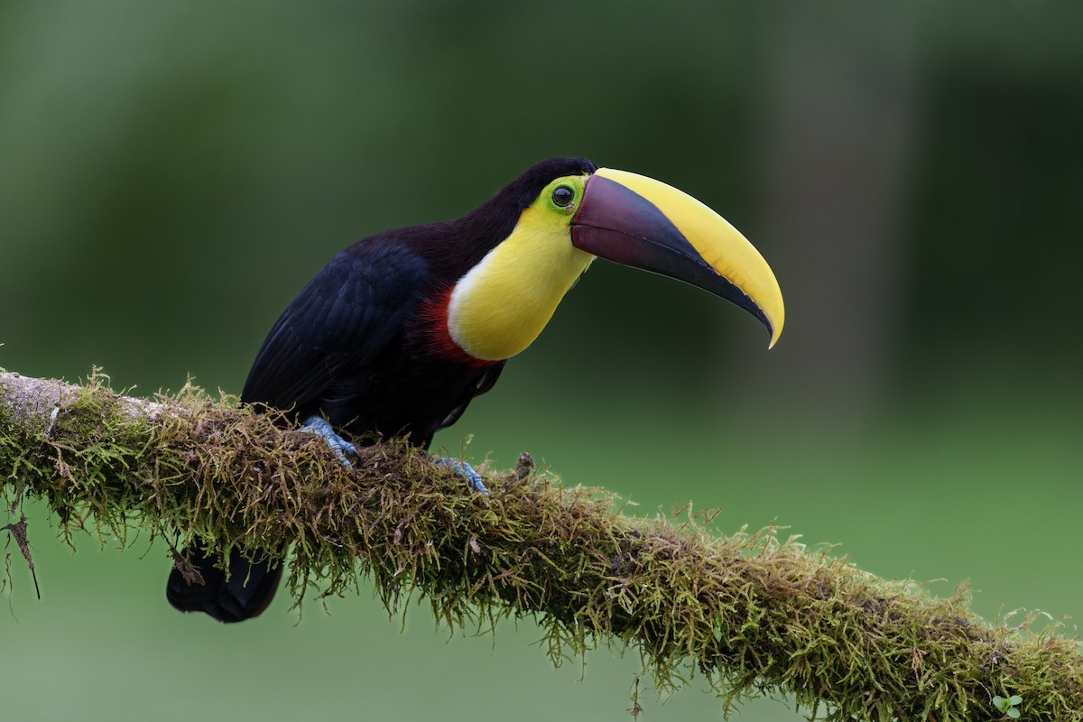 Yellow-throated Toucan - ML613029740