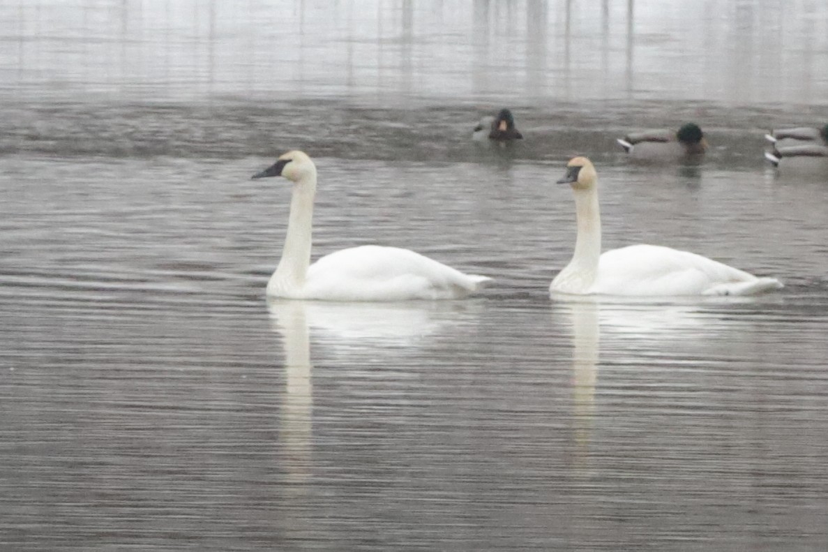 Trumpeter Swan - ML613029764