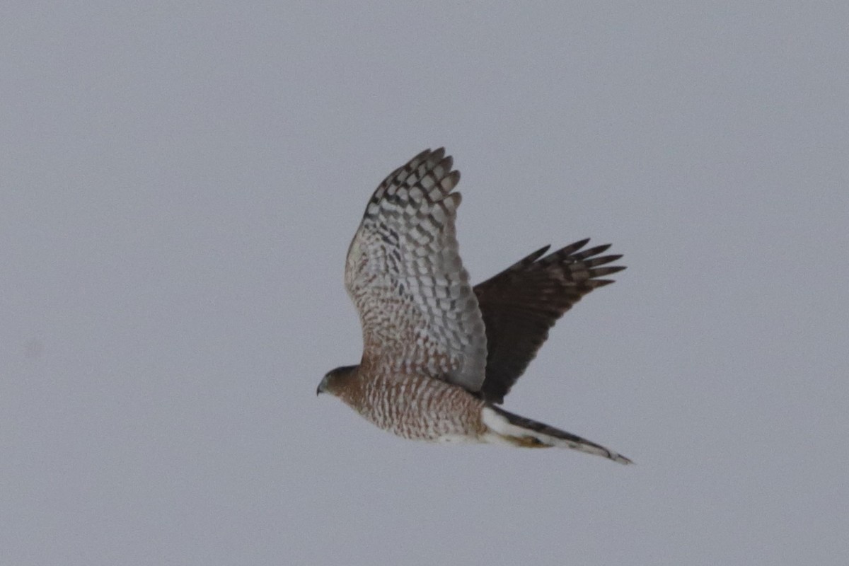 Cooper's Hawk - Steve McNamara