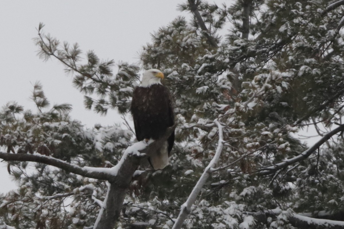 Bald Eagle - ML613029792