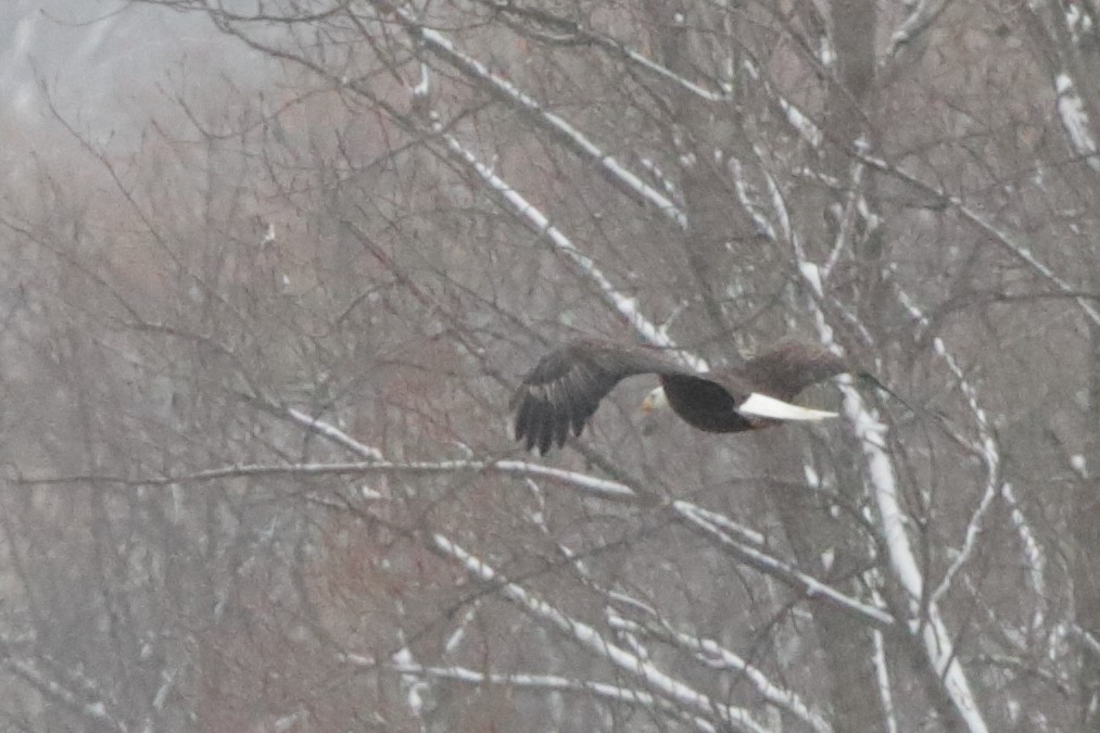 Bald Eagle - ML613029793