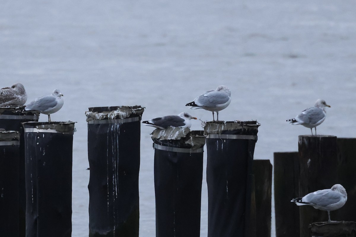 Lesser Black-backed Gull - ML613029828