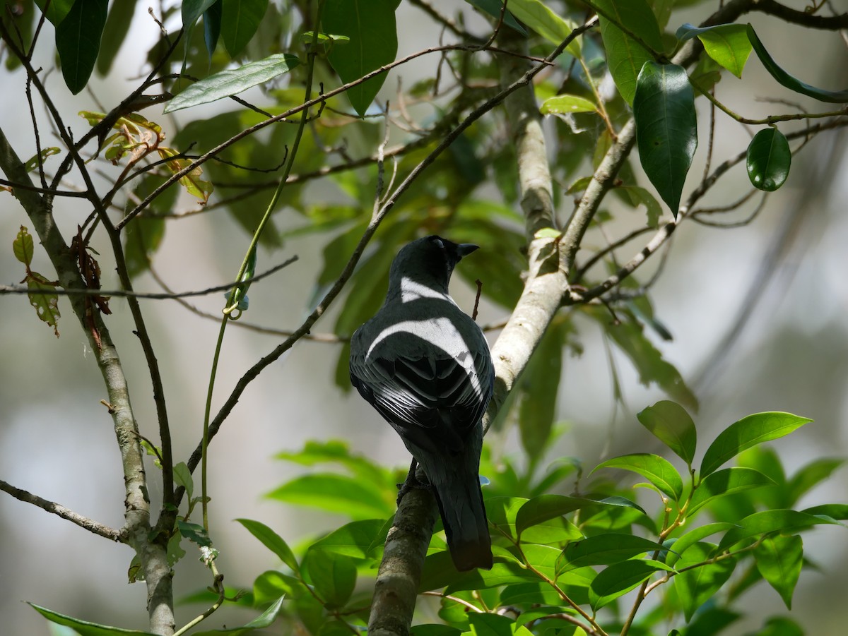 Black-faced Cuckooshrike - ML613029830