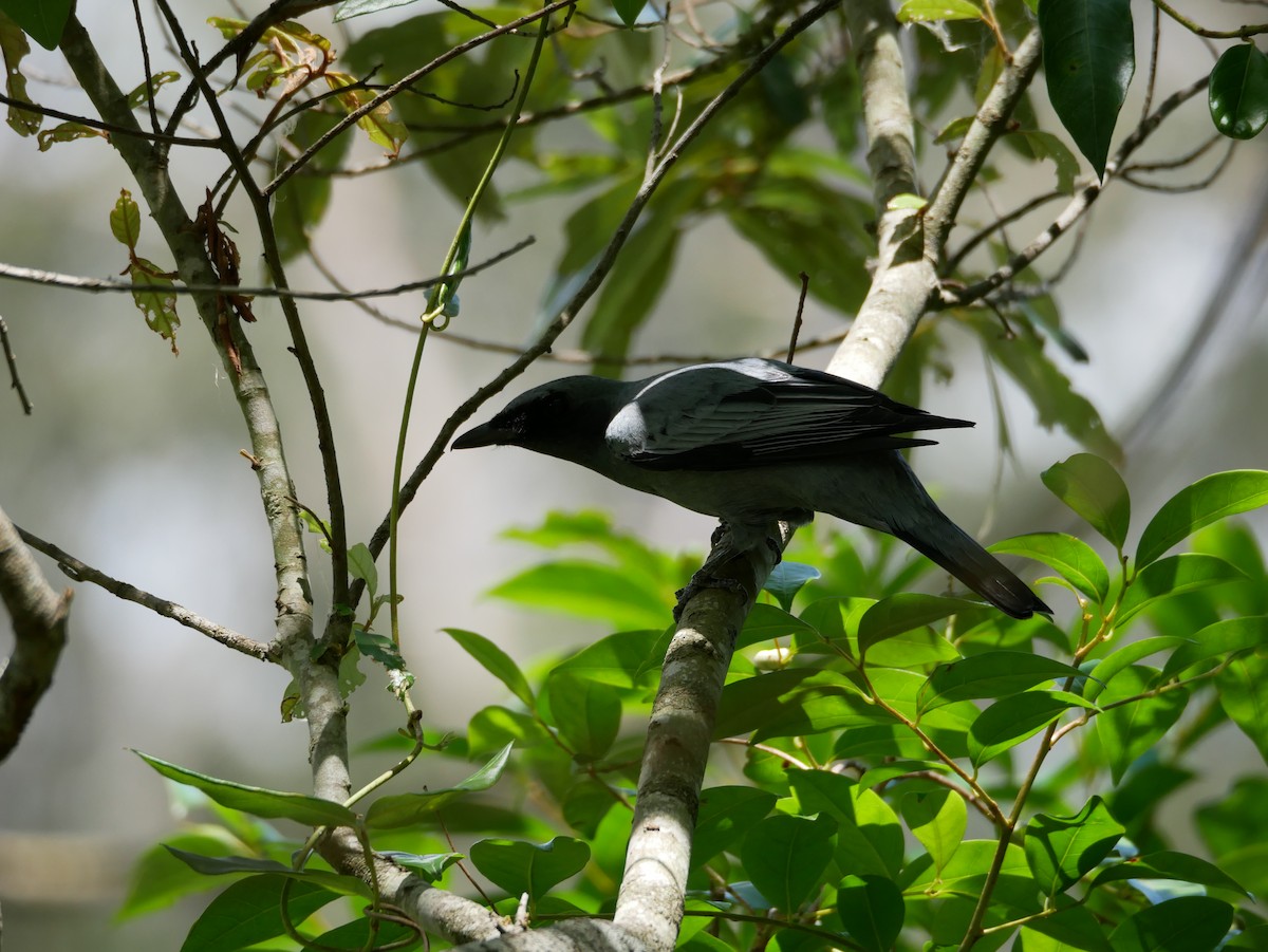 Black-faced Cuckooshrike - ML613029832
