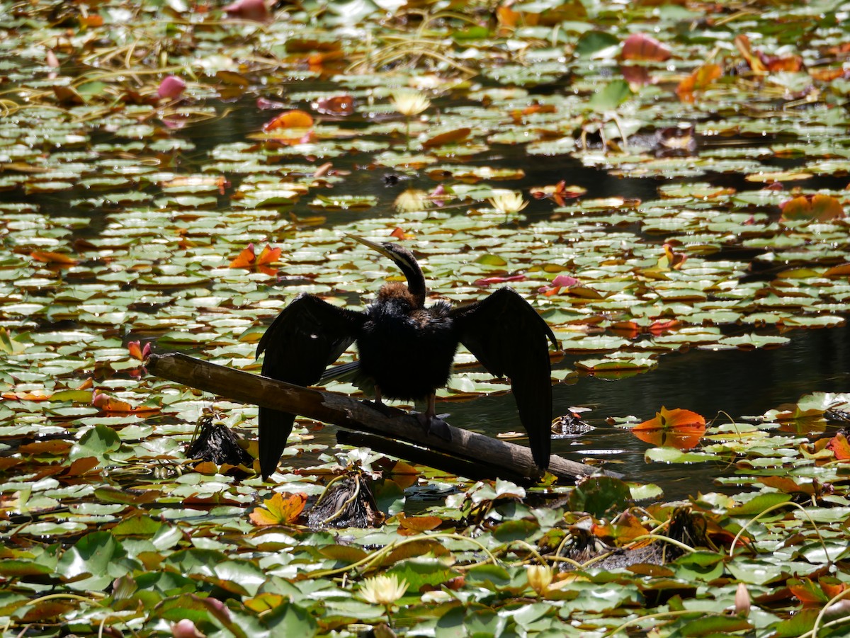 Australasian Darter - ML613029840