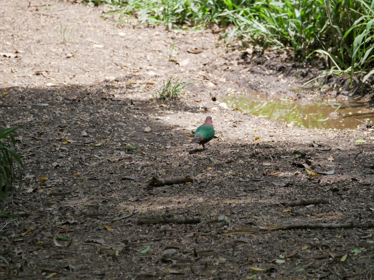 Pacific Emerald Dove - ML613029849