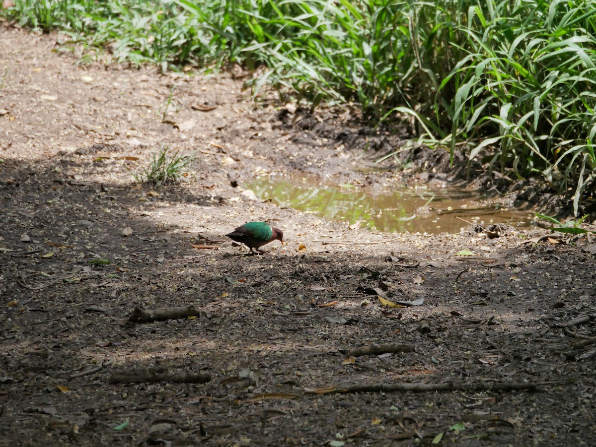 Pacific Emerald Dove - ML613029851