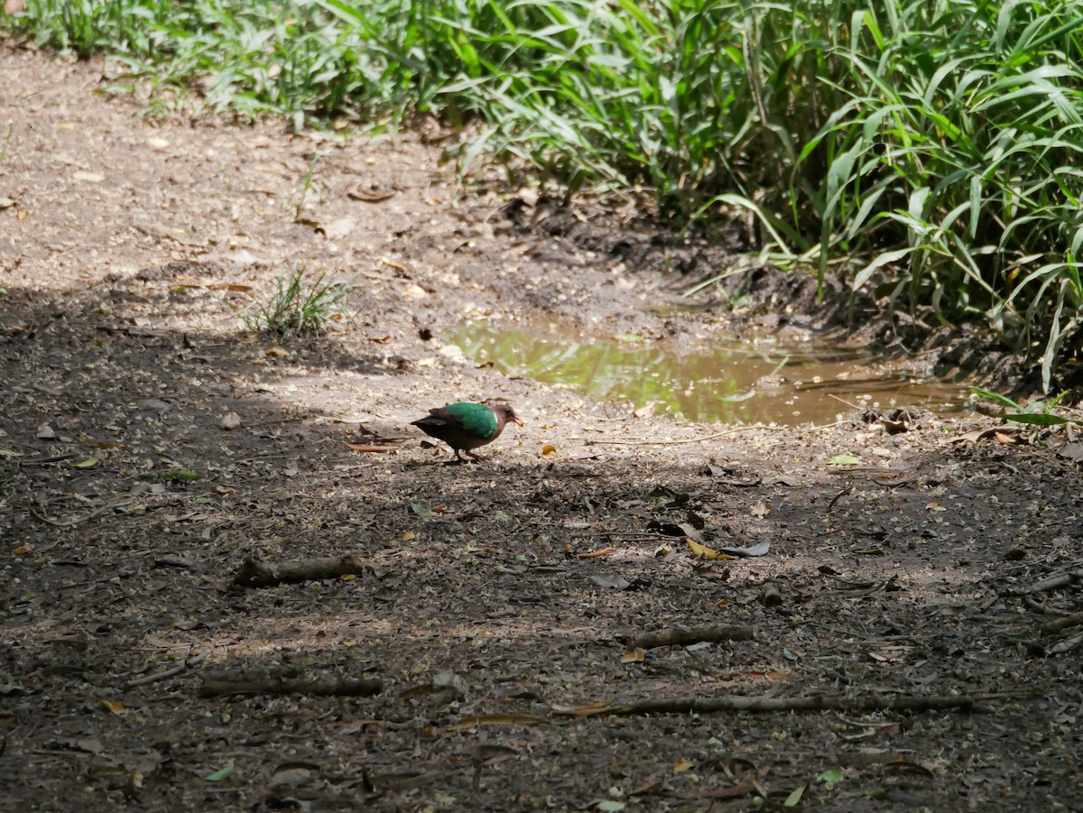 Pacific Emerald Dove - ML613029853