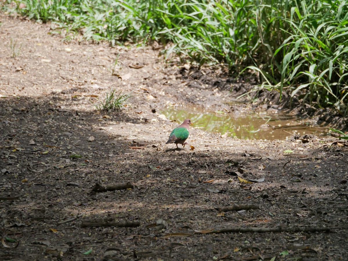 Pacific Emerald Dove - ML613029855