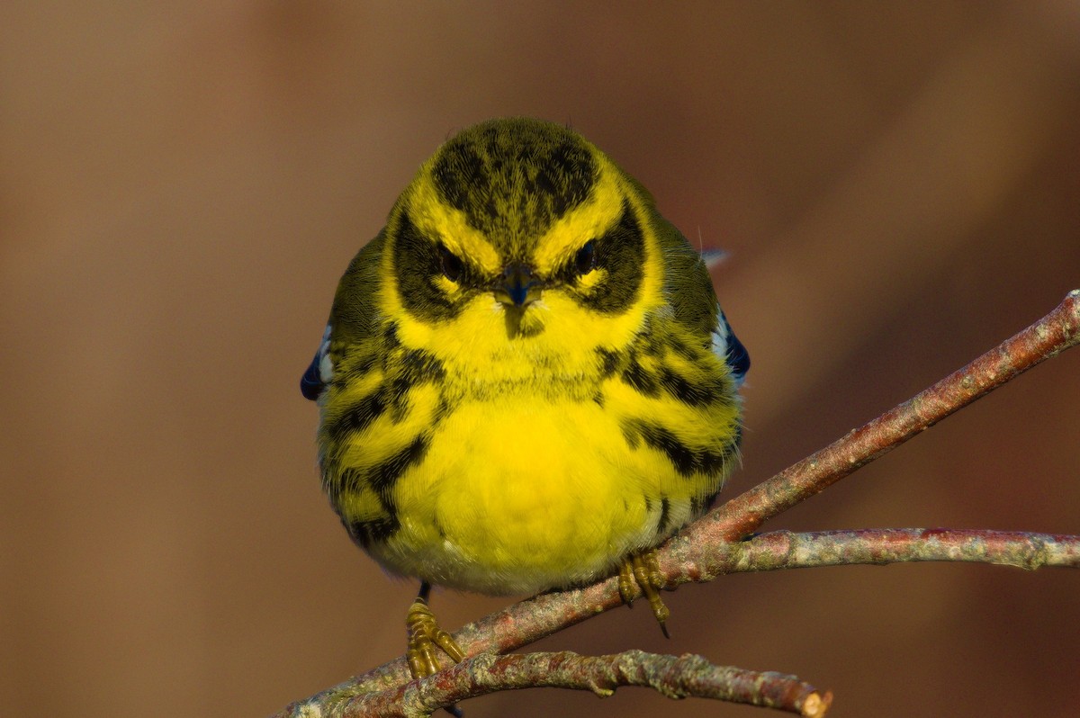 Townsend's Warbler - Marco Vachon