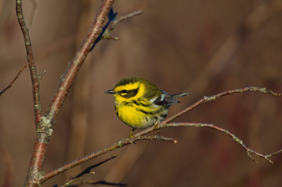 Townsend's Warbler - Marco Vachon