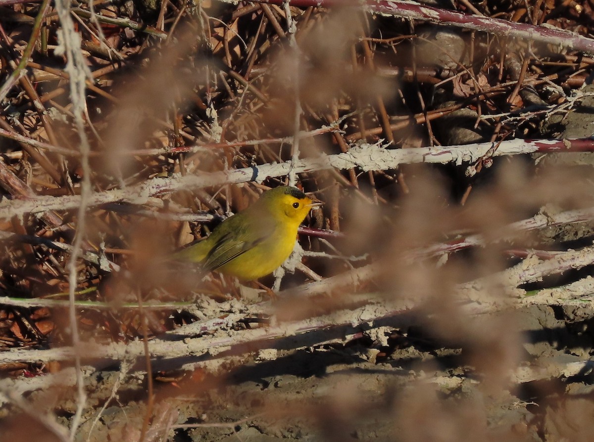 Wilson's Warbler - ML613029971