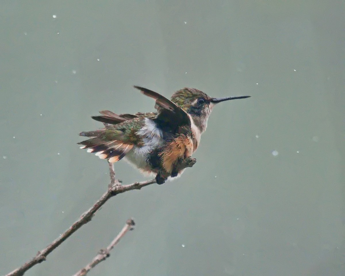 Colibrí Amatista - ML613029977