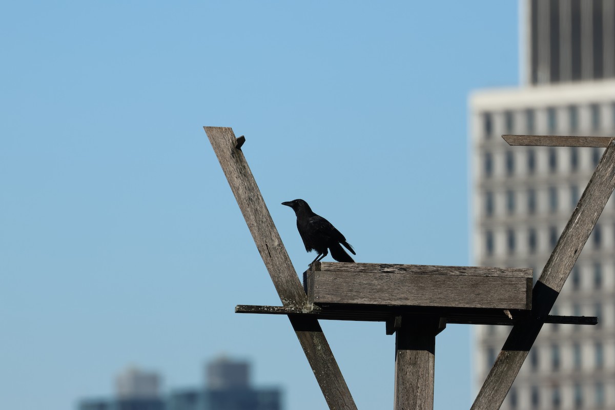 American Crow - ML613029992