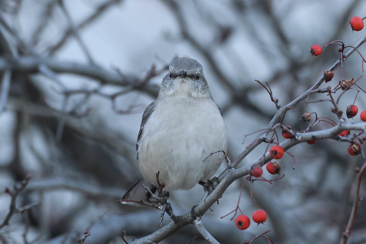 Northern Mockingbird - ML613030019