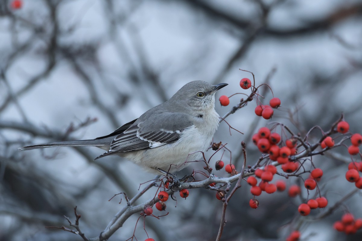 Northern Mockingbird - ML613030020