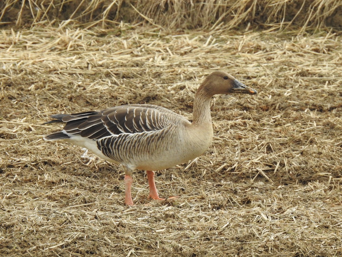 Tundra Bean-Goose - Suebsawat Sawat-chuto