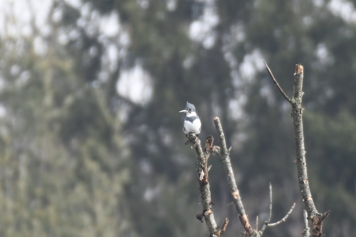 Belted Kingfisher - ML613030185