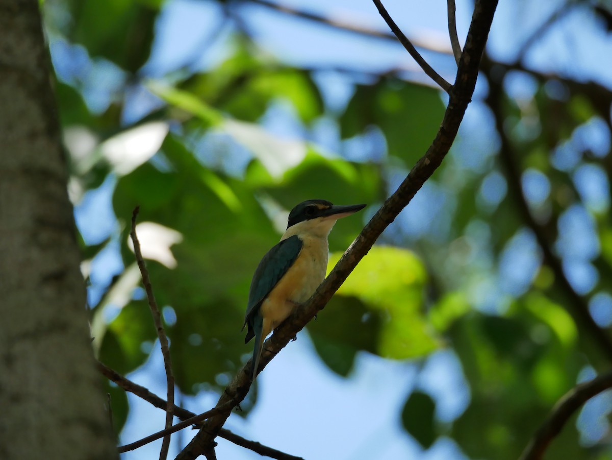 Sacred Kingfisher - ML613030194