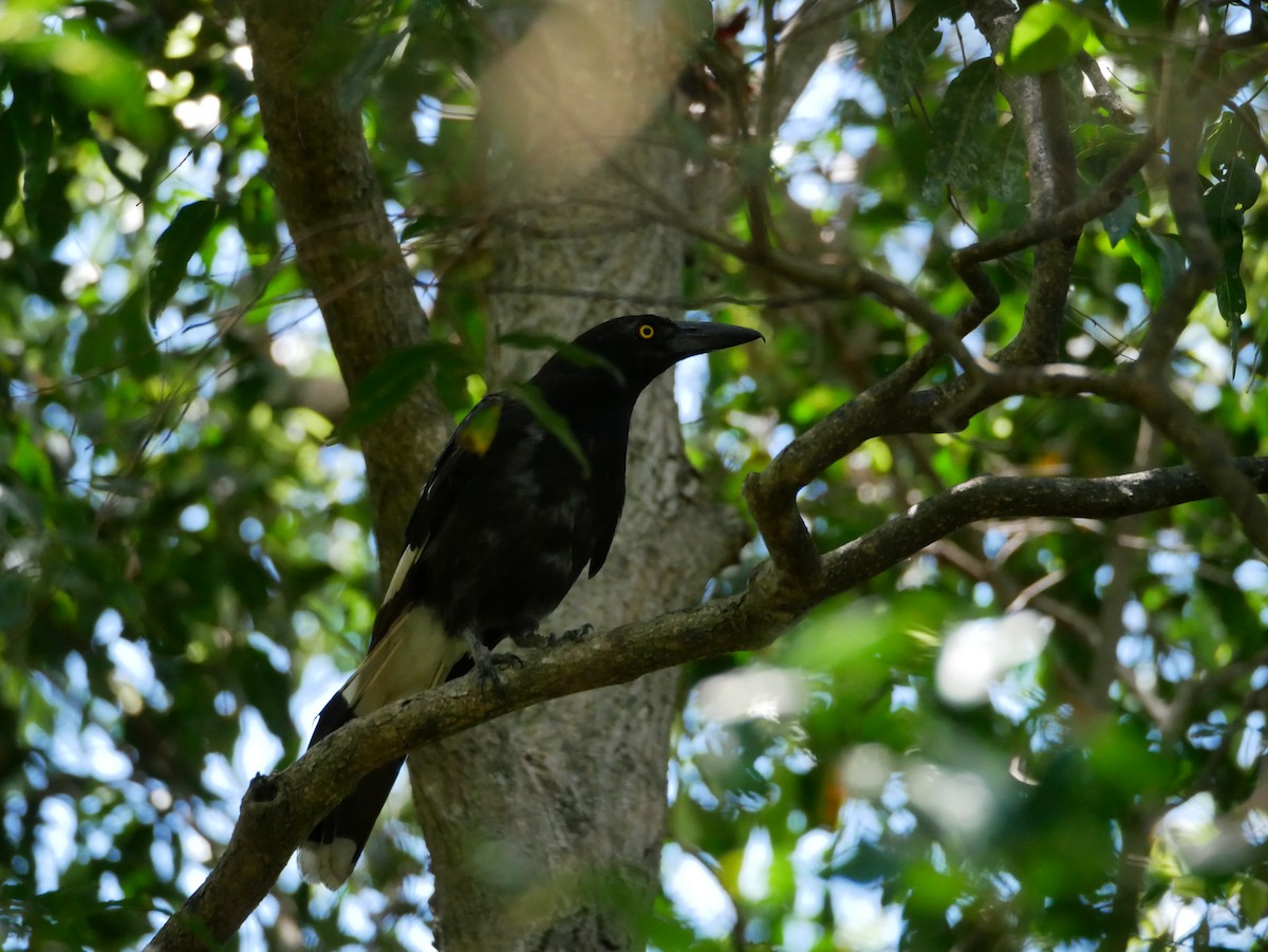 Pied Currawong - ML613030197