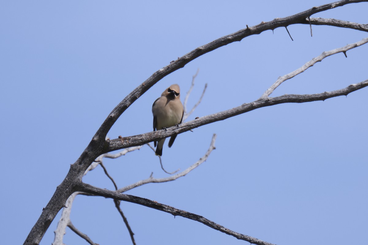 Cedar Waxwing - ML613030210