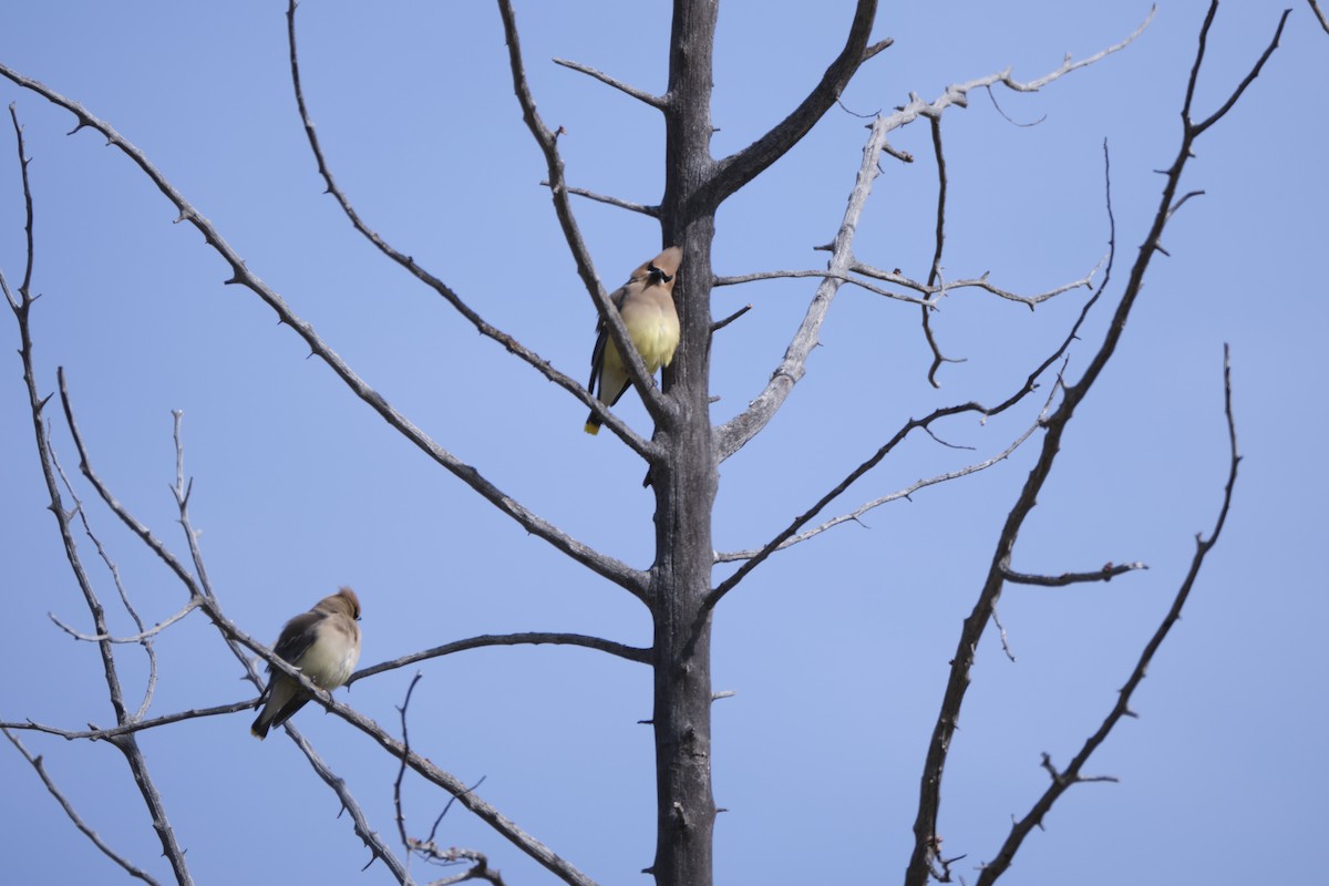 Cedar Waxwing - ML613030220