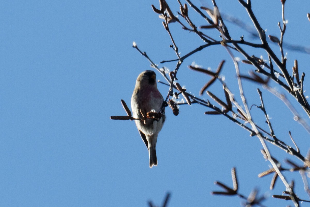 Common Redpoll - ML613030224