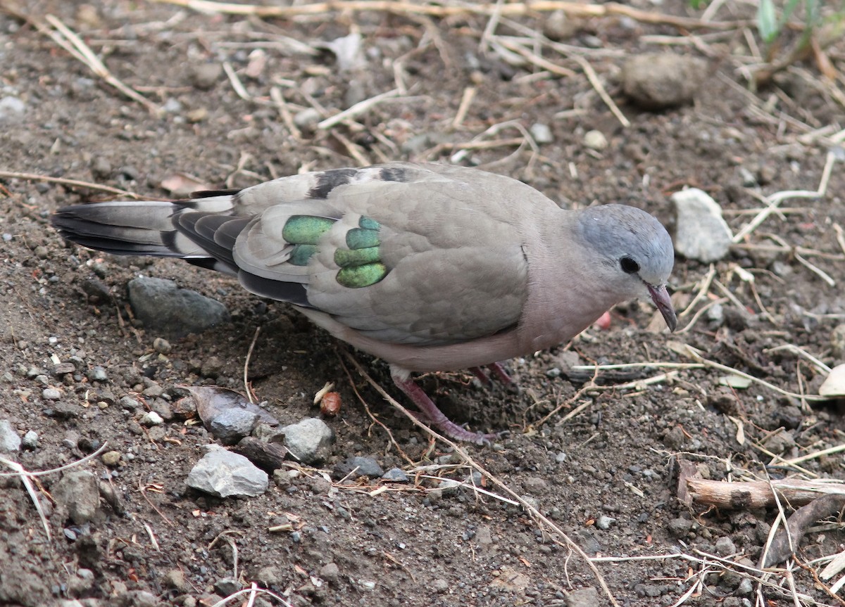 Emerald-spotted Wood-Dove - ML613030249