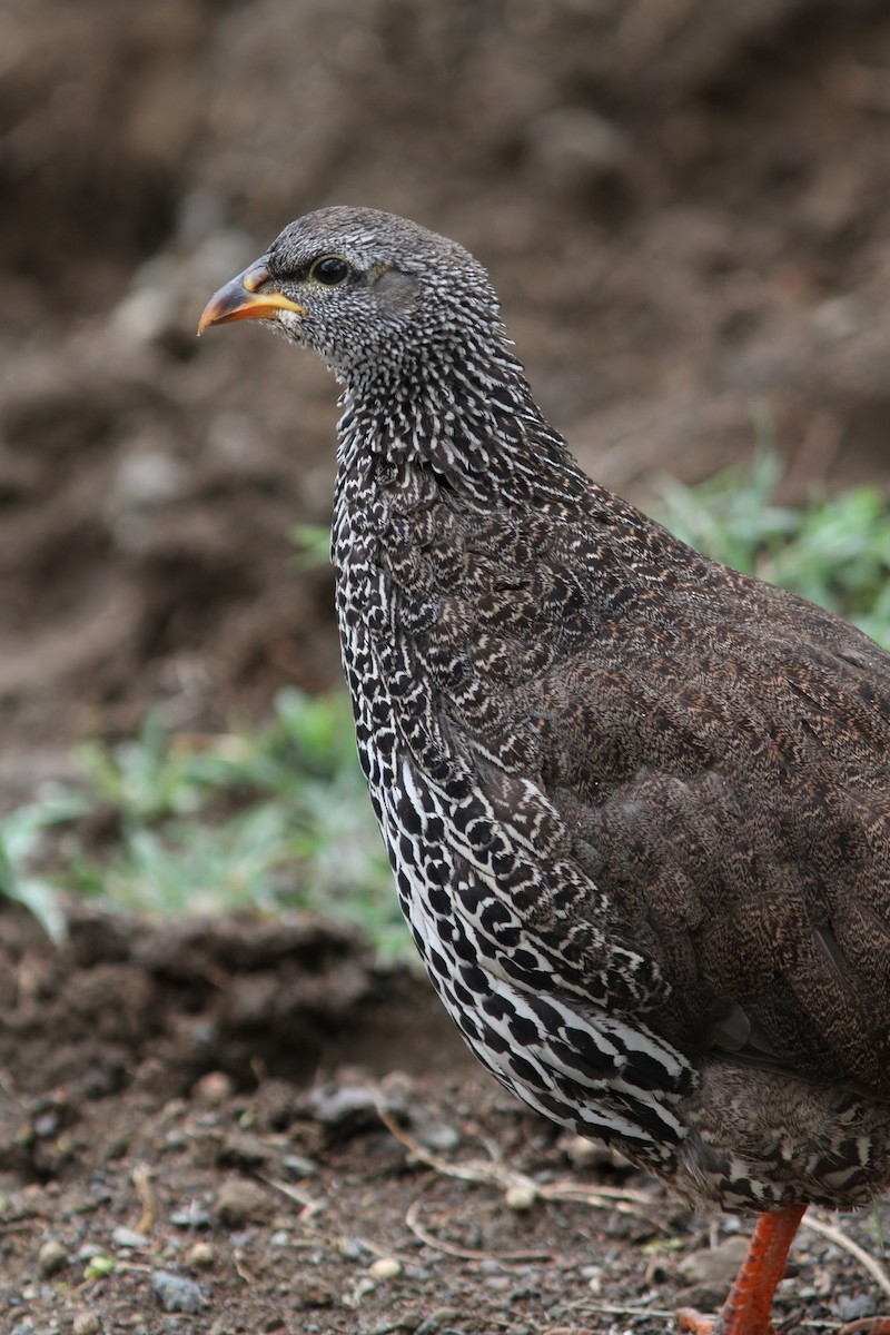 Francolin de Hildebrandt - ML613030311