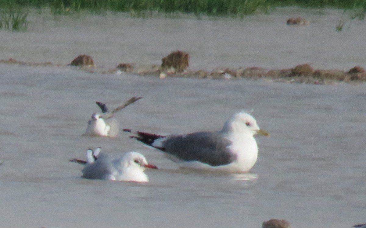 Common Gull - ML613030350