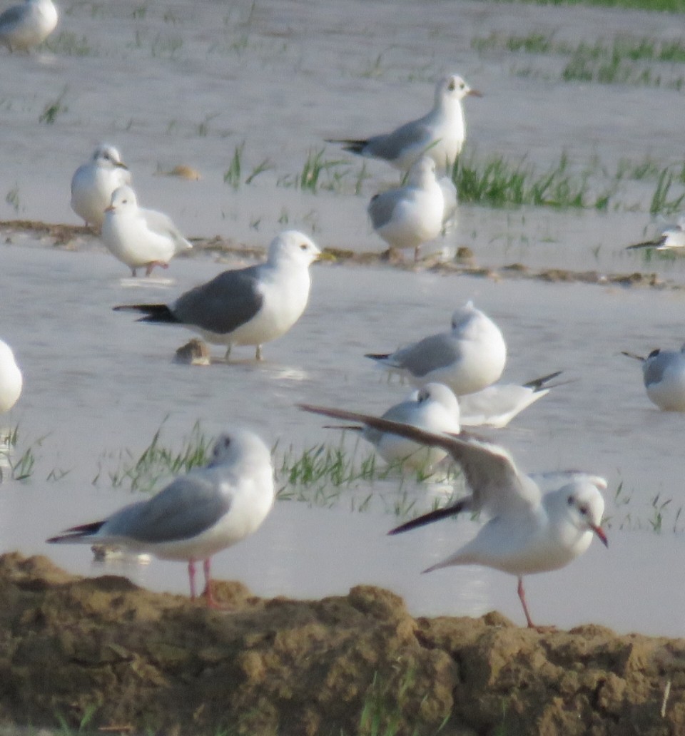 Common Gull - ML613030351