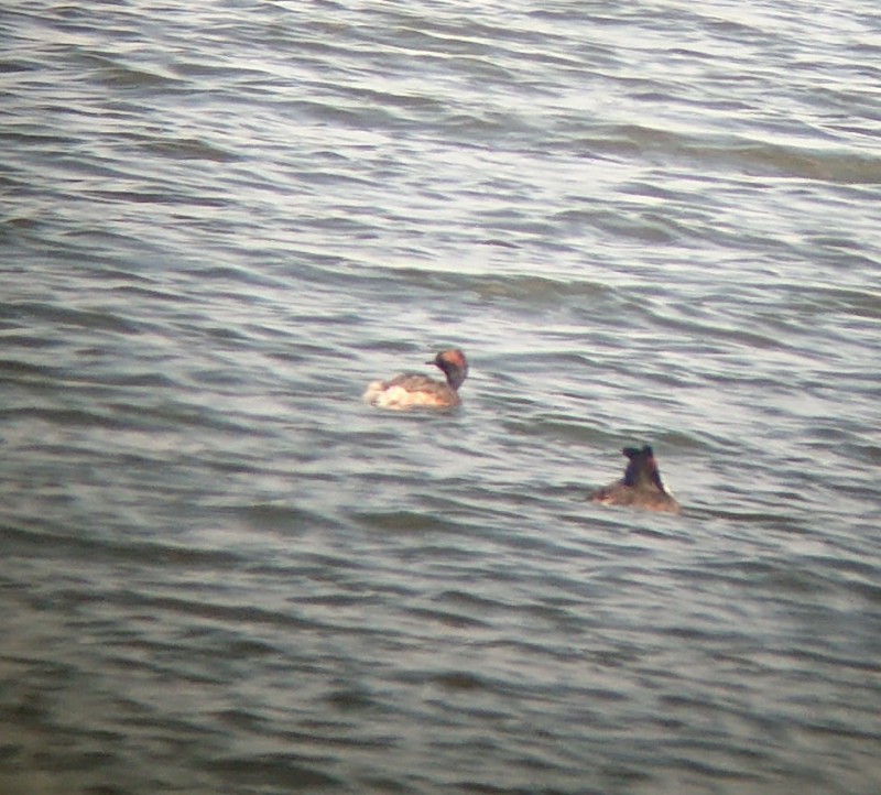 Horned Grebe - ML613030353