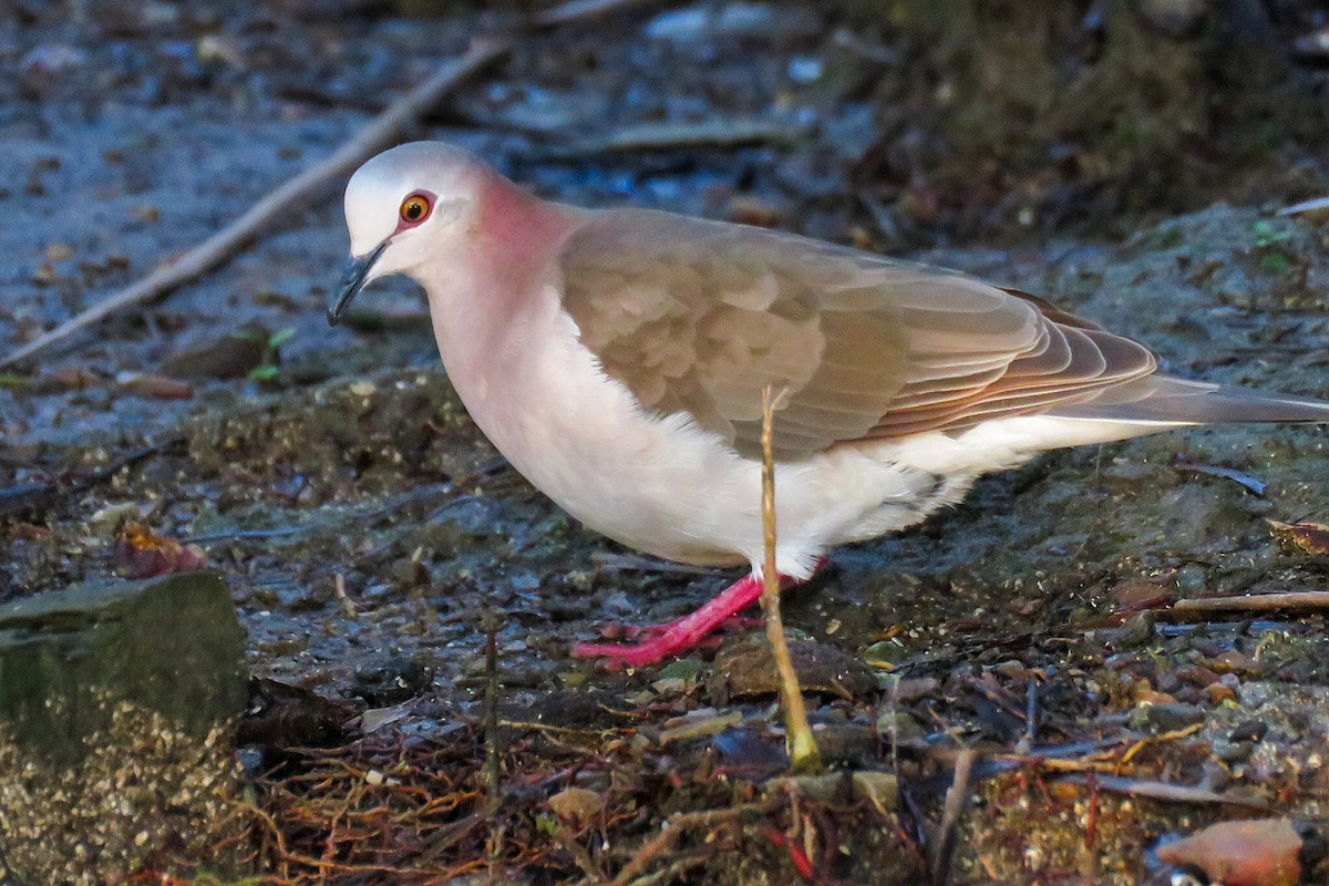 Caribbean Dove - ML613030368