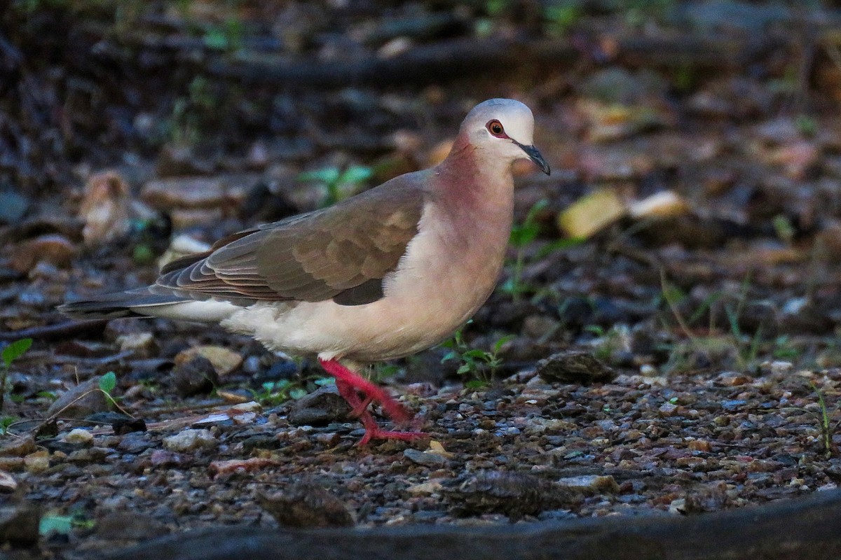 Caribbean Dove - ML613030369