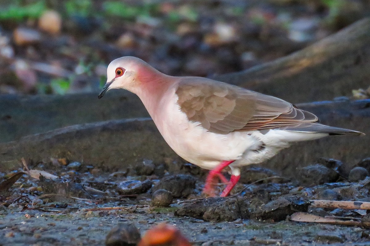 Caribbean Dove - ML613030370