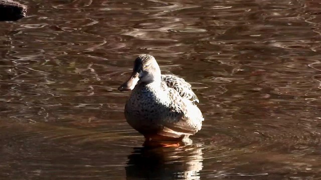 Northern Shoveler - ML613030394