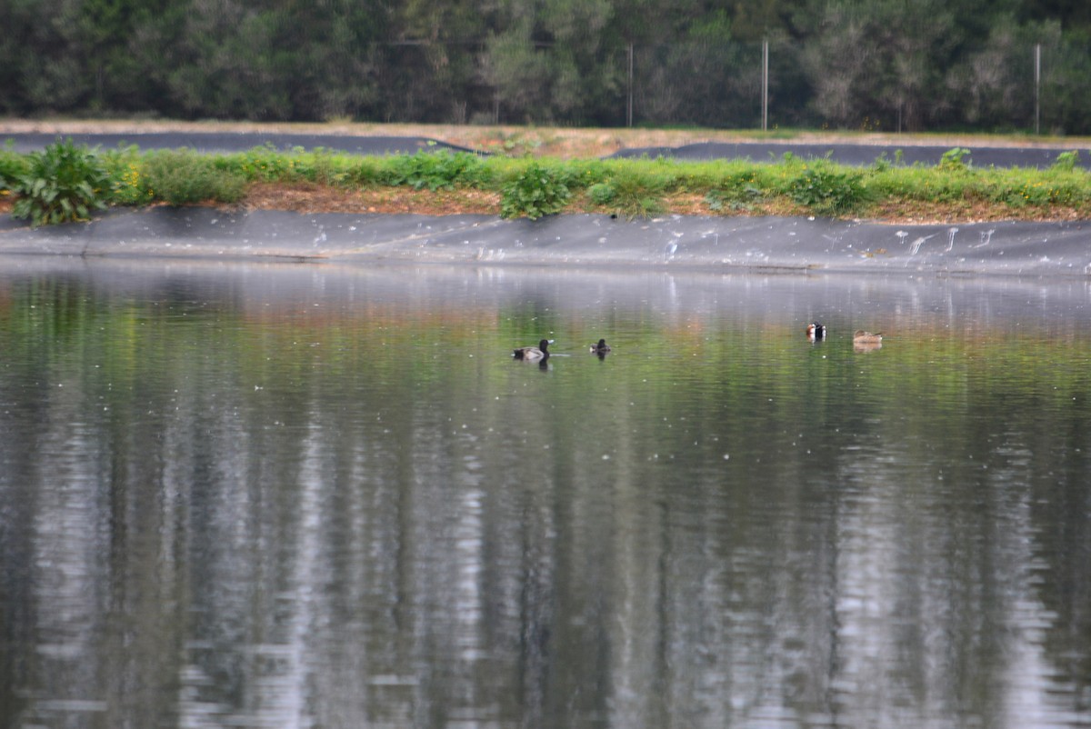 Lesser Scaup - Paulo Narciso