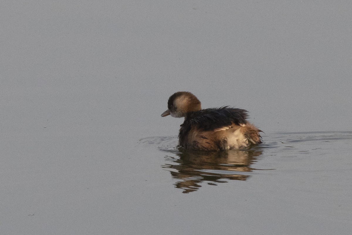 Little Grebe - ML613030418