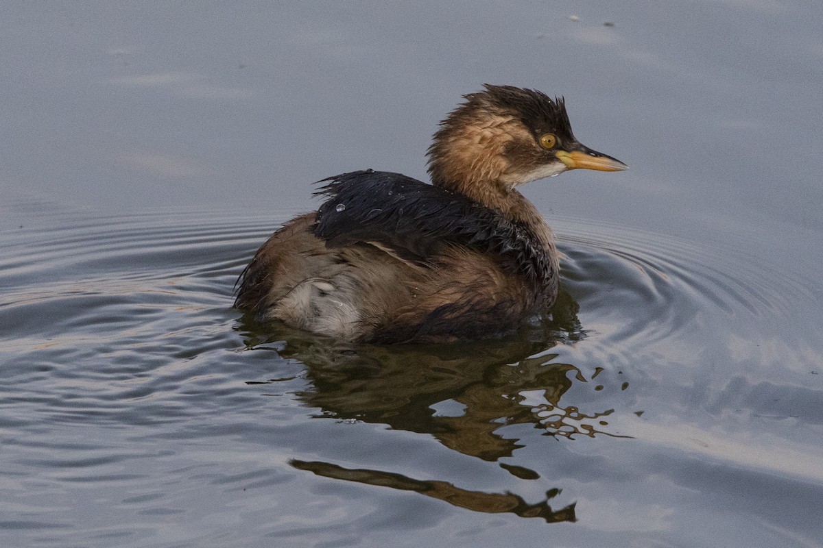 Little Grebe - ML613030419