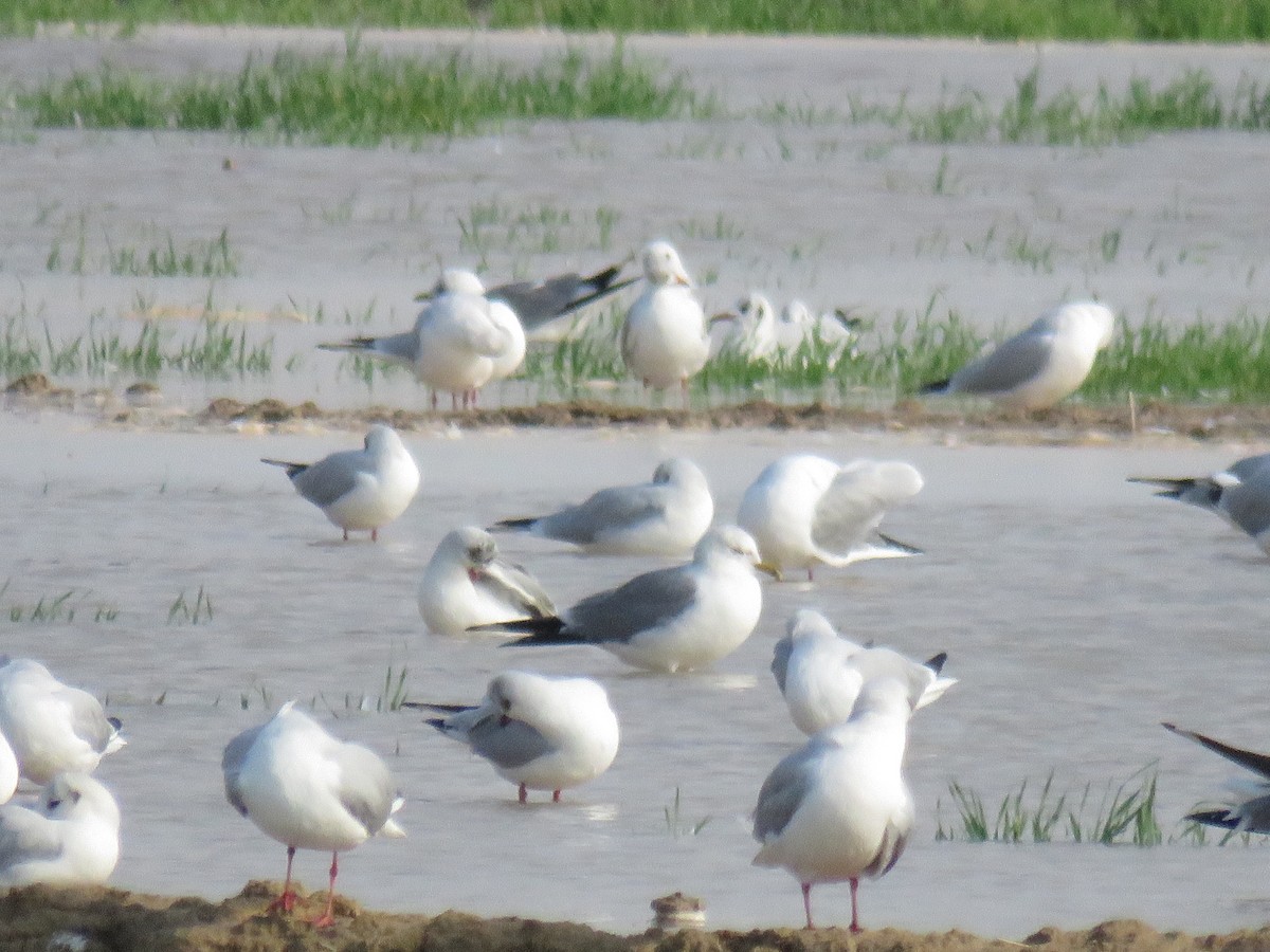 Common Gull - ML613030449