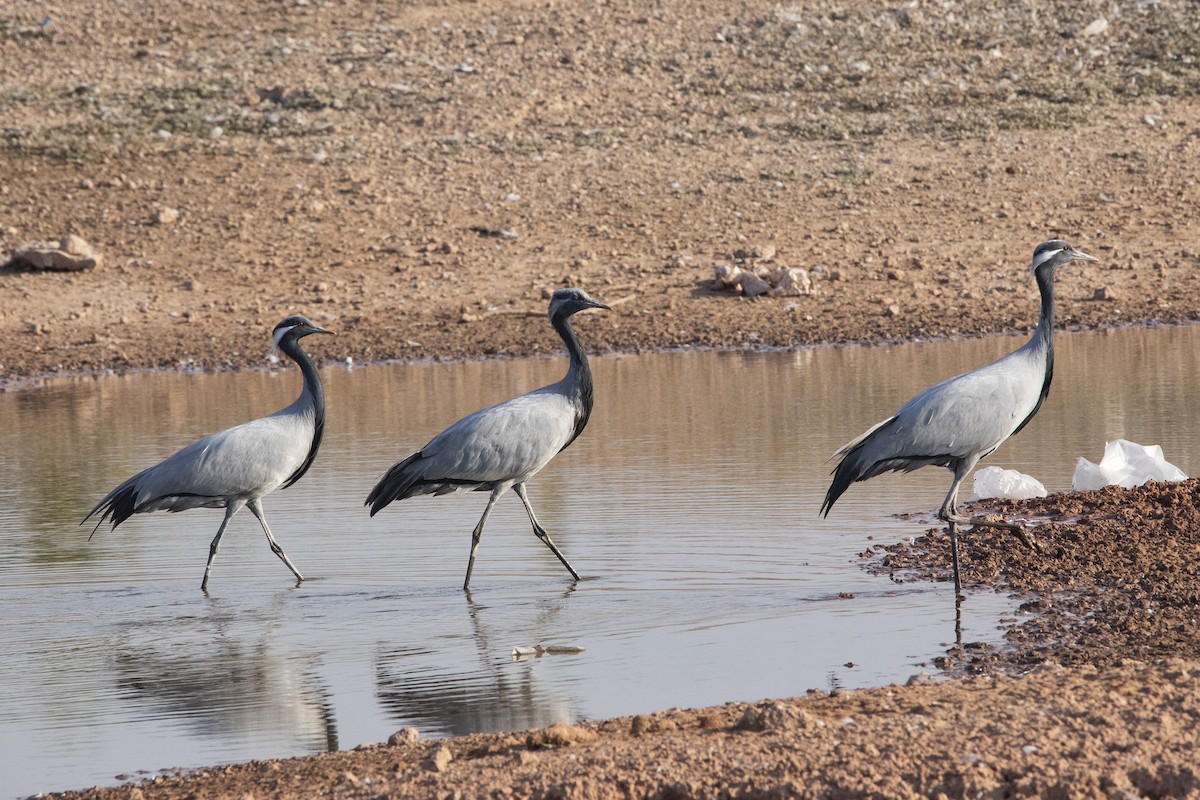 Demoiselle Crane - ML613030517