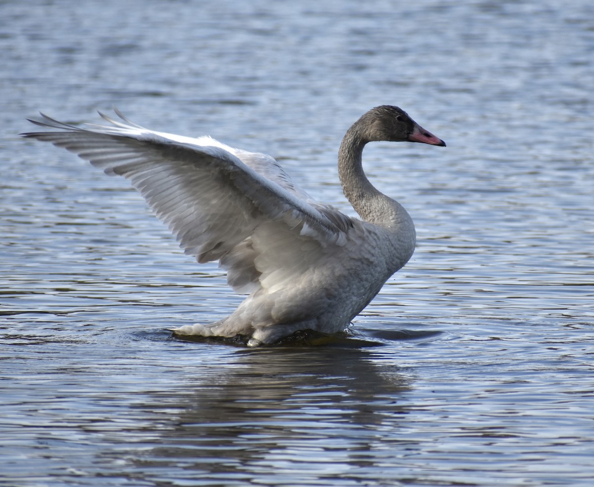 Tundra Swan - Ian Doherty