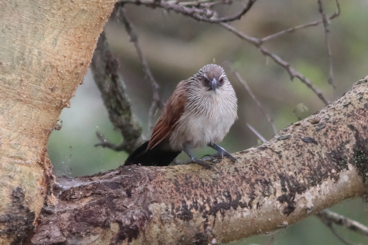 White-browed Coucal (White-browed) - ML613030568