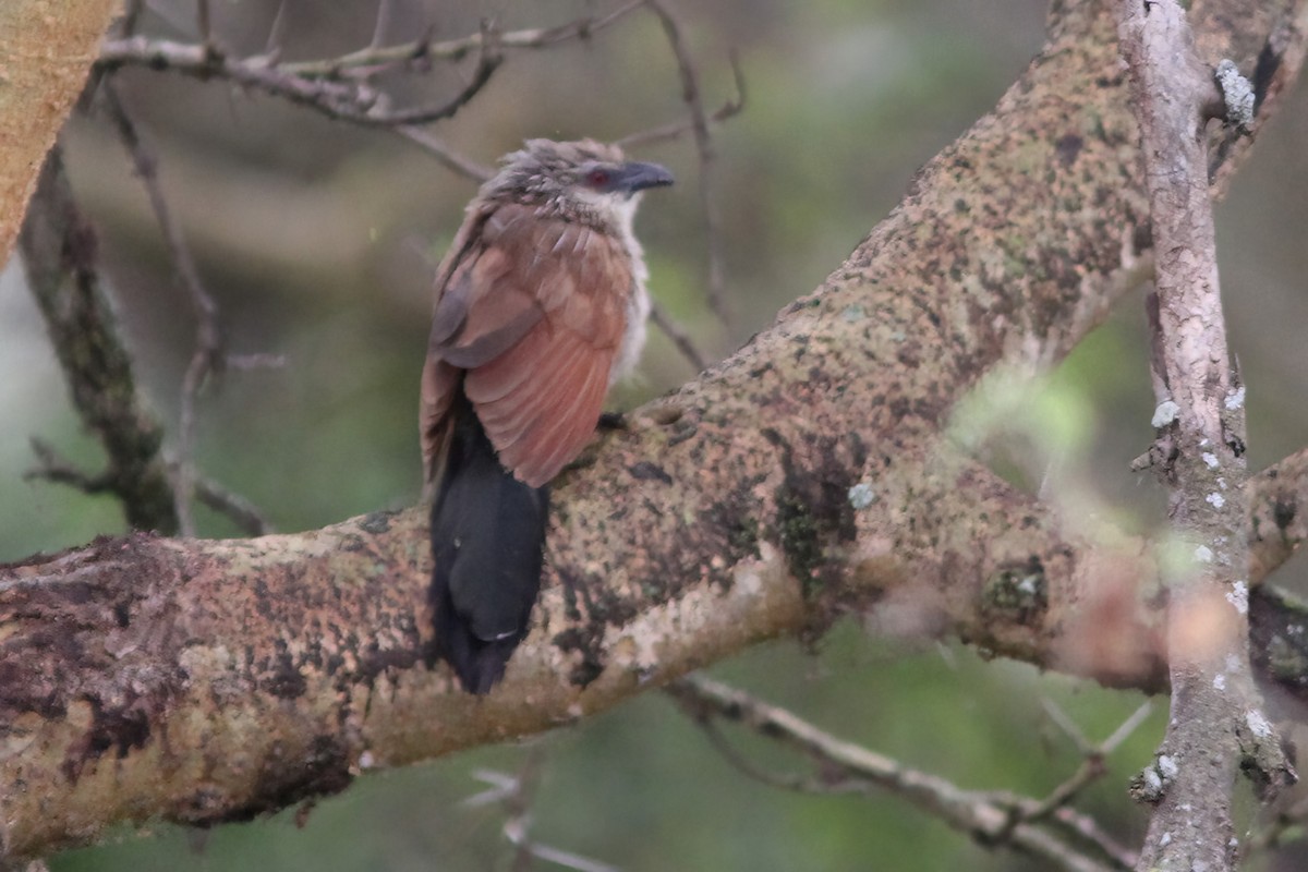 White-browed Coucal (White-browed) - ML613030570