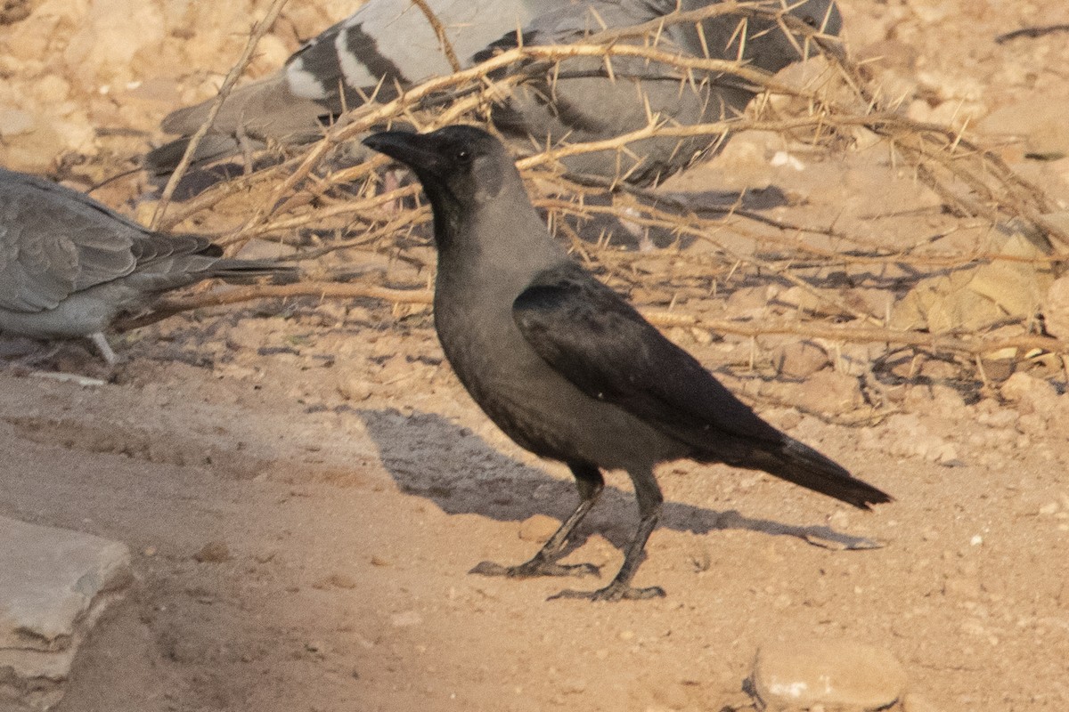 House Crow - ML613030587